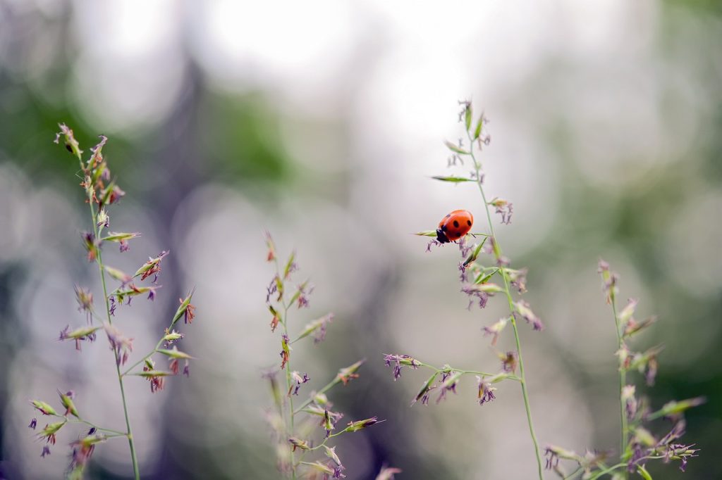 environmental education