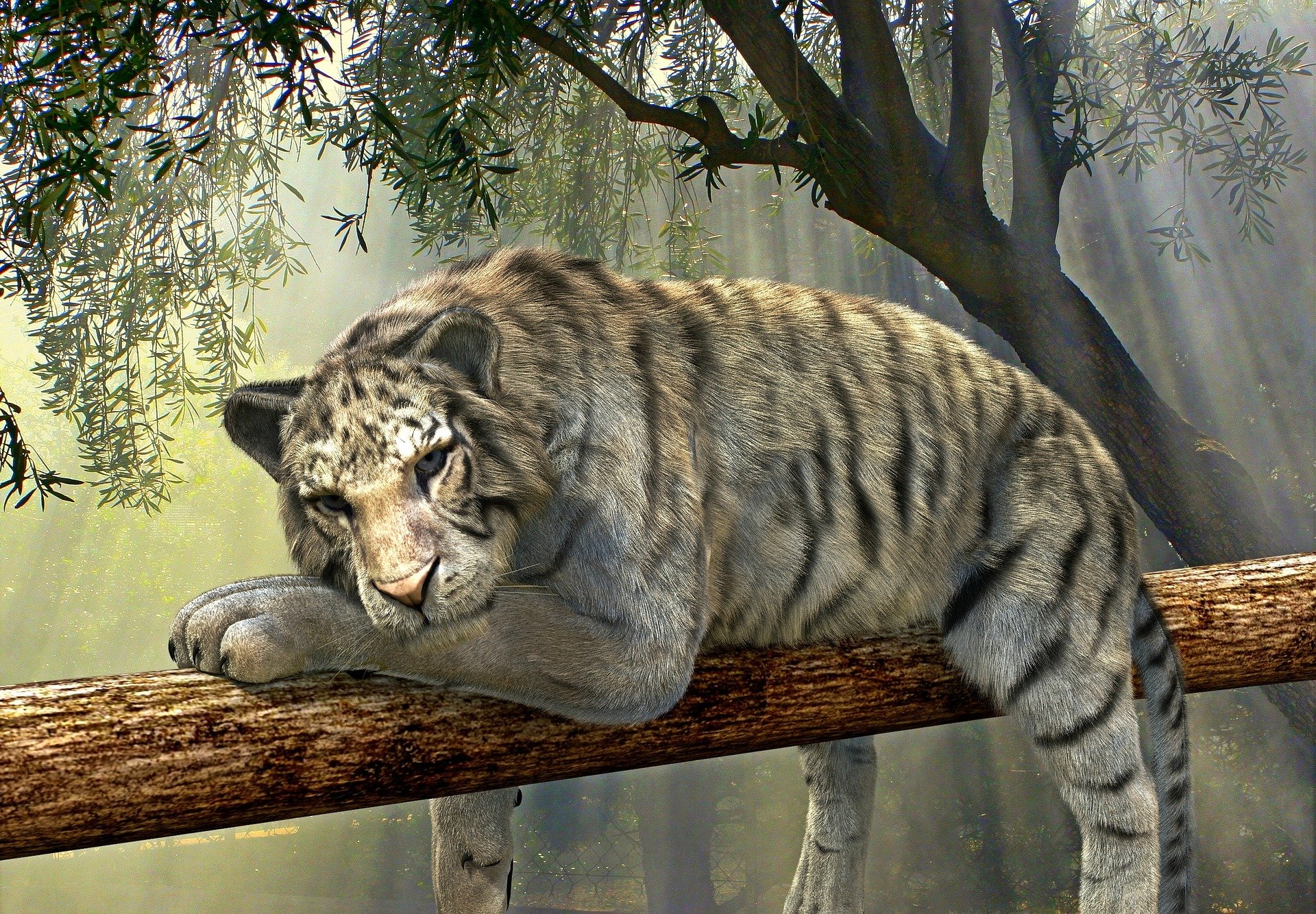 tiger
